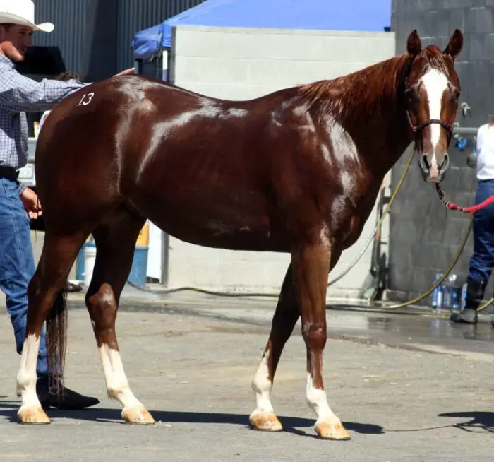 American Quarter Horse Height