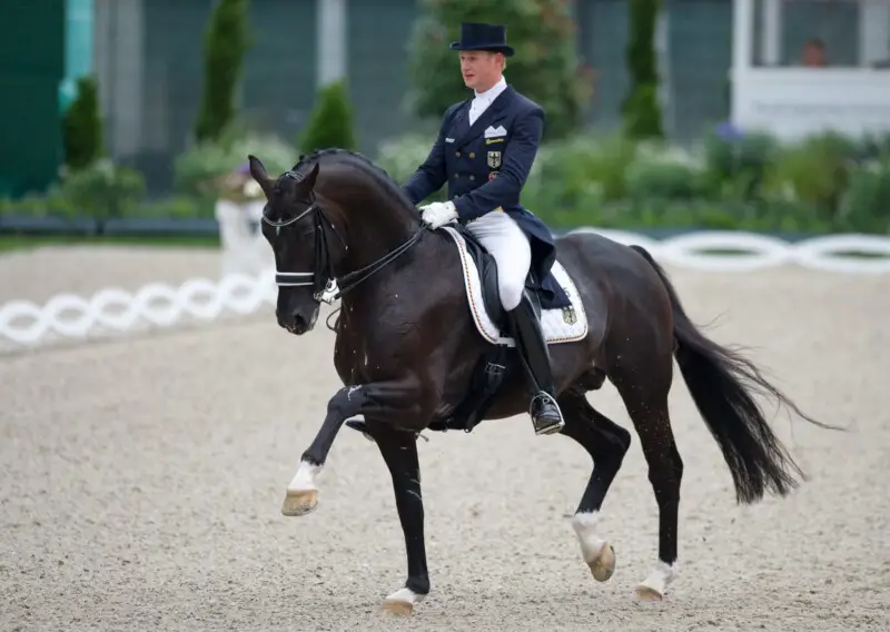 Dutch Warmblood horse breed for jumping