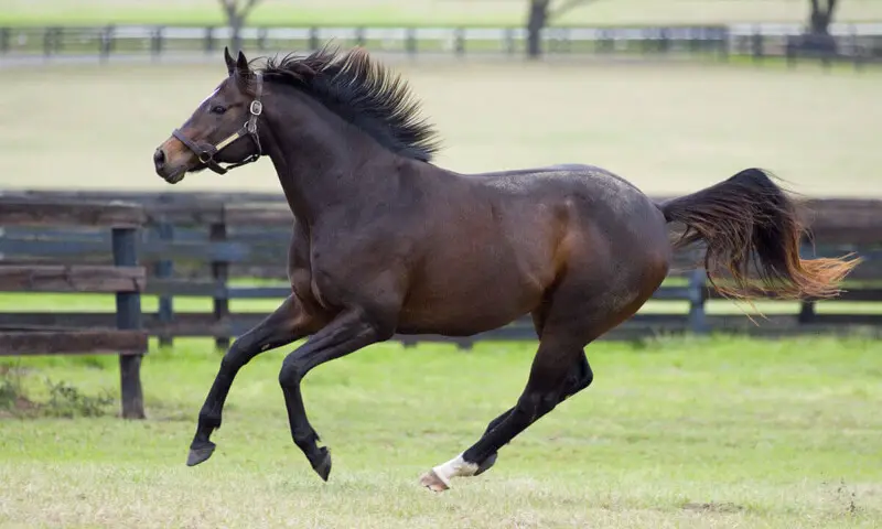 Thoroughbred horse breed for jumping